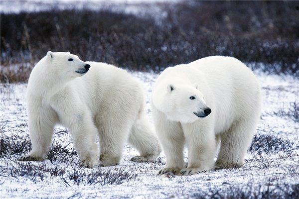 Die Bedeutung und das Symbol von Eisbären in Träumen
