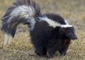 Skunk Bedeutung im Traum