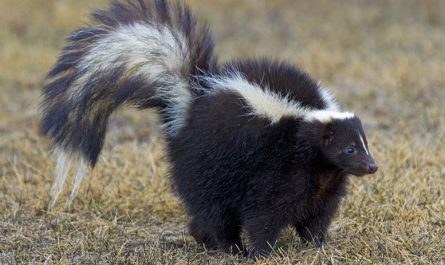 Skunk Bedeutung im Traum