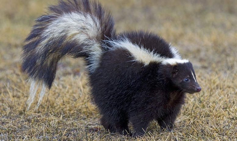 Skunk Bedeutung im Traum (5 Gründe + Erklärungen)